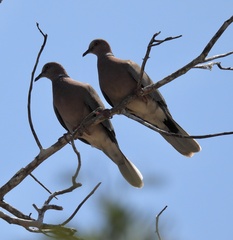 Streptopelia bitorquata