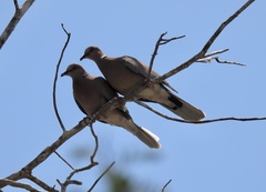 Streptopelia bitorquata