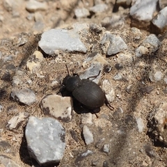 Phymatiotris quadricollis