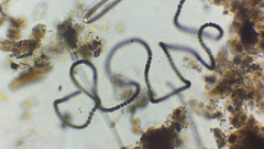 Dolichospermum