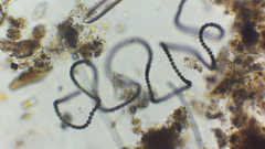 Dolichospermum