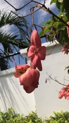 Magnoliopsida