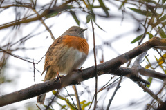 Prunella rubeculoides