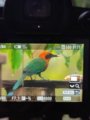 Baryphthengus martii