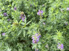 Medicago sativa