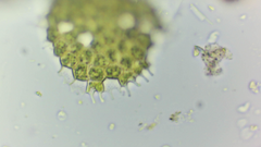 Pseudopediastrum boryanum longicorne