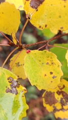 Eriophyes diversipunctatus