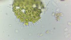 Pseudopediastrum boryanum longicorne