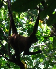 Ateles geoffroyi