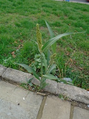 Sorghum bicolor