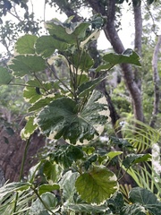 Polyscias guilfoylei