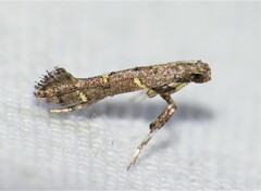 Caloptilia triadicae