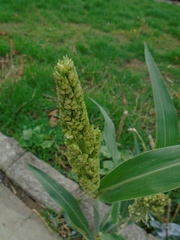 Sorghum bicolor