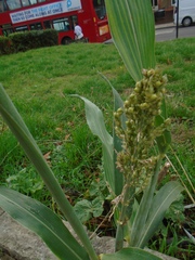 Sorghum bicolor