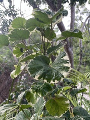 Polyscias guilfoylei