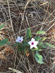 Ipomoea sinensis blepharosepala