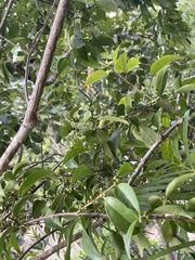Ximenia americana