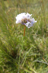Armeria arenaria