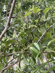 Ximenia americana