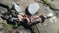 Acipenser fulvescens