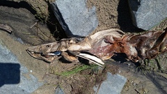 Acipenser fulvescens