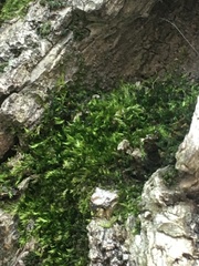 Amblystegium serpens