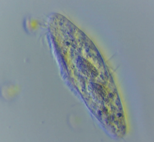 Genus Gonostomum · iNaturalist