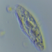 Gonostomatidae - Photo (c) Phaulactis, some rights reserved (CC BY-NC), uploaded by Phaulactis