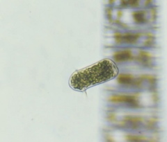 Sessilida
