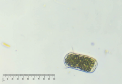 Sessilida