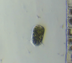 Sessilida