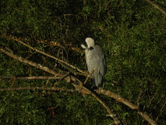 Ardea cinerea cinerea