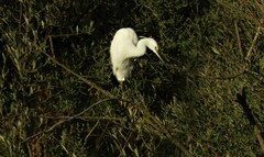 Egretta garzetta garzetta