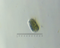 Sessilida