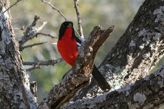 Laniarius atrococcineus