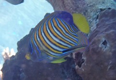 Pygoplites diacanthus