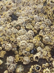 Balanomorpha