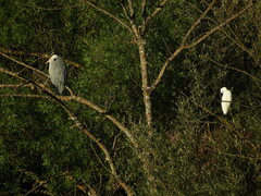 Egretta garzetta garzetta