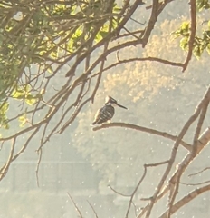 Ceryle rudis rudis