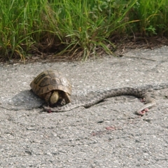 Vipera ammodytes