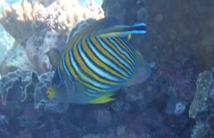 Pygoplites diacanthus