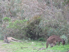 Macropus fuliginosus