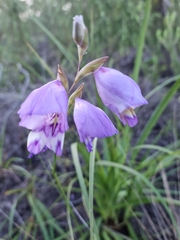 Gladiolus