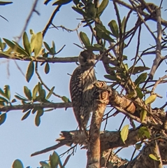 Chloropicus fuscescens