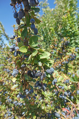 Berberis vulgaris seroi
