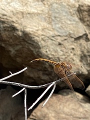 Trithemis arteriosa