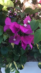 Bougainvillea glabra