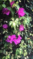 Bougainvillea glabra