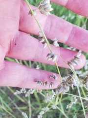 Eragrostis echinochloidea