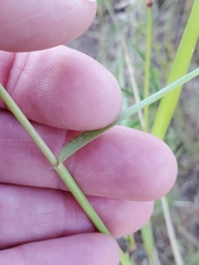Eragrostis echinochloidea